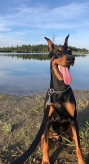 Different ways pets make our lives better